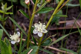 Image result for Cyperus obtusiflorus