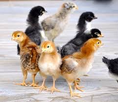 Ayam bangkok juara thailand dan keunggulannya bagi para pecinta ayam petarung, tentu sudah tak asing lagi dengan ayam jenis ayam bangkok. Teknik Kita Ciri Anak Ayam Bangkok Asli