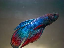 Most Beautiful Betta Fish In The World Amazing Fact About Betta Fish Betta Fish Betta Betta Fish Types