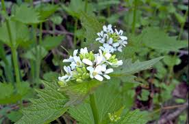 Check spelling or type a new query. 7 Worst Weeds Of The Gorge Friends Of The Columbia Gorge