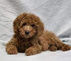 Breeder Classified Ads From Dog Breed Info Centerr Perros Y Bebes Perros Mascotas