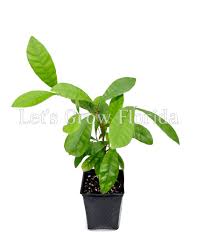 Image result for Synsepalum