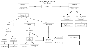 Efficient Dichotomous Key Flow Chart 2019