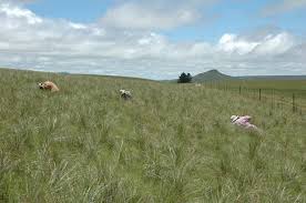 Image result for Cyrtanthus welwitschii