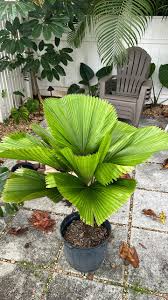 Image result for Licuala grandis