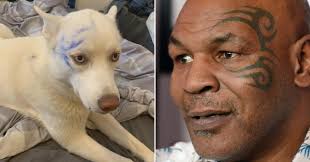 Puppy gives herself a 'Mike Tyson tattoo' after chewing