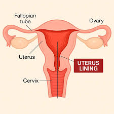 Image result for uterus