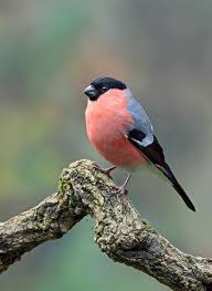 Bullfinch Mein Liebster Kleiner Vogelbegleiter Bullfinch Compagnon Oiseau Bullfinch Compagnon Rengarenk Kuslar Guzel Kuslar Kus Resimleri
