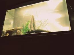 Pin On Aquarium Pets 3
