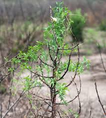 Image result for Coccinia rehmannii