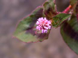 Image result for Persicaria hystricula