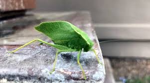 Types Of Green Insects With Pictures And Names Identification Guide