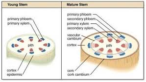 Plant Tissues Biology4isc