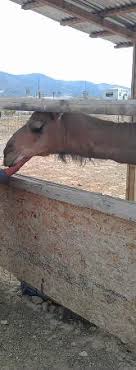 Appropriately named, fish lake is definitely the spot for fishers. Scipio Petting Zoo Picture Of Dairy Queen Scipio Tripadvisor