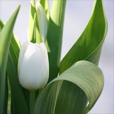 زهرة التوليب Tulip