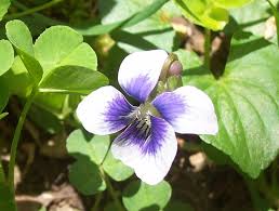 Purple violet new jersey state flower. Violets The Flower Expert Amp 45 Flowers Encyclopedia