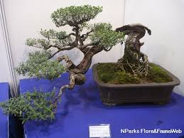 Image result for Pemphis