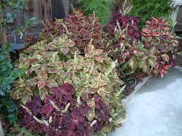 Image result for Coleus pentheri