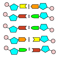 Dna - Build It
