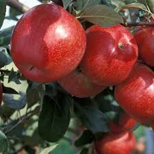 Pin On Grow Your Own Fruit At Home