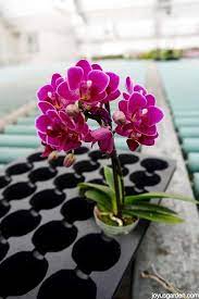 How To Care For The Beautiful Phalaenopsis Orchid