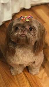 Imperial Liver Shih Tzu From Glory Ridge Shih Tzu Shih Tzu Puppy Shih Tzu Dog Shih Tzu