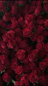 Suchen sie nach schöner roter hintergrund. Don T Wait Life Goes Faster Than You Think Blumen Hintergrund Iphone Rosentapete Rosen Tapete