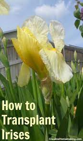 How To Divide And Transplant Irises Creative Homemaking Iris Garden Bulb Flowers Flower Garden