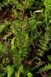 Image result for Valeriana capensis