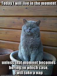 Funny Animal Picture Dump Of The Day 24 Pics Funny Animals Funny Animal Pictures Funny Cats