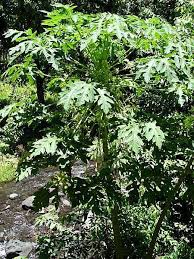 Image result for Caricaceae