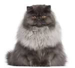 Himalayan Cat Breed Profile | Petfinder