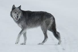 What Do Wolves And Sharks Have In Common