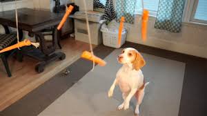 One 0.4 ounce baby carrot has approximately 4 calories, making raw. Are Carrots Good For Dogs Health Benefits Of Feeding Raw Cooked Carrots