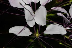Image result for Cleome maculata