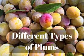 We did not find results for: 15 Different Types Of Plums With Images Asian Recipe