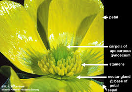 Image result for Ranunculaceae