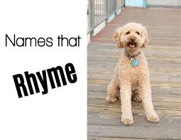 We have a black and tan phantom, black, cream and 1 parti puppy with luscious fleece coats. 200 Awesome Names For Labradoodles Pethelpful By Fellow Animal Lovers And Experts