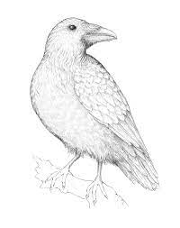 Second of a two part tutorial demonstrating how to draw the feathers of a bird using colored pencils. How To Draw A Raven With Pen And Ink