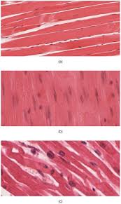 Muscle tissue types learn muscular anatomy / the following is a list of muscles you will need to know for your physiology class. Muscle Tissue Definition Function Types Biology Dictionary