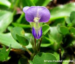 Image result for Grona triflora