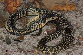 Philippine Spitting Cobra Naja Samarensis Reptiles Venomous Animals Reptiles And Amphibians