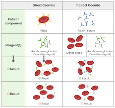 Image result for Indirect Coombs