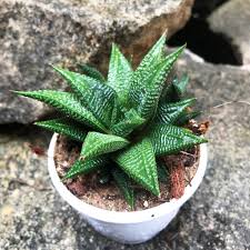 Image result for Haworthia limifolia