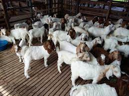 Sebelum memulai usaha peternakan kambing pe, sebaiknya peternak harus menanam rumput dan leguminosa. Kursus Penternakan Kambing Pedaging Asas Perniagaan Sabah Home Facebook