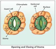 Home» questions »engineering » chemical engineering » biomedical engineering » a plant cell becomes turgid due to (a) plasmolysis. Chapter 4 Absorption By Roots The Processes Involved H S Vishnoi Solutions For Class 10 Biology Maharashtra Topperlearning