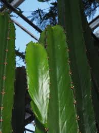 Image result for Combretum cinereopetalum