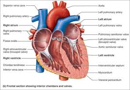 Anatomy Physiology Science Libguides At Eastern Arizona College