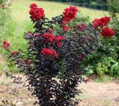 In an effort to answer the question, @woofie, @horntoad, @eclayne, @moonhowl and i all started looking into the situation. Ruffled Red Magic Crape Myrtle New Life Nursery