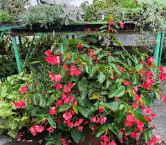Maybe you would like to learn more about one of these? Kathy S Plants Home Facebook